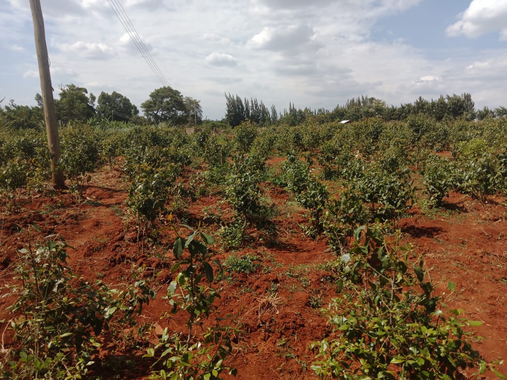 65-acres-of-fertile-land-for-sale-in-karwigi-embu