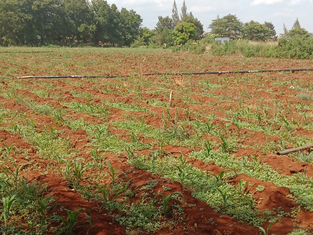 65-acres-of-fertile-land-for-sale-in-karwigi-embu