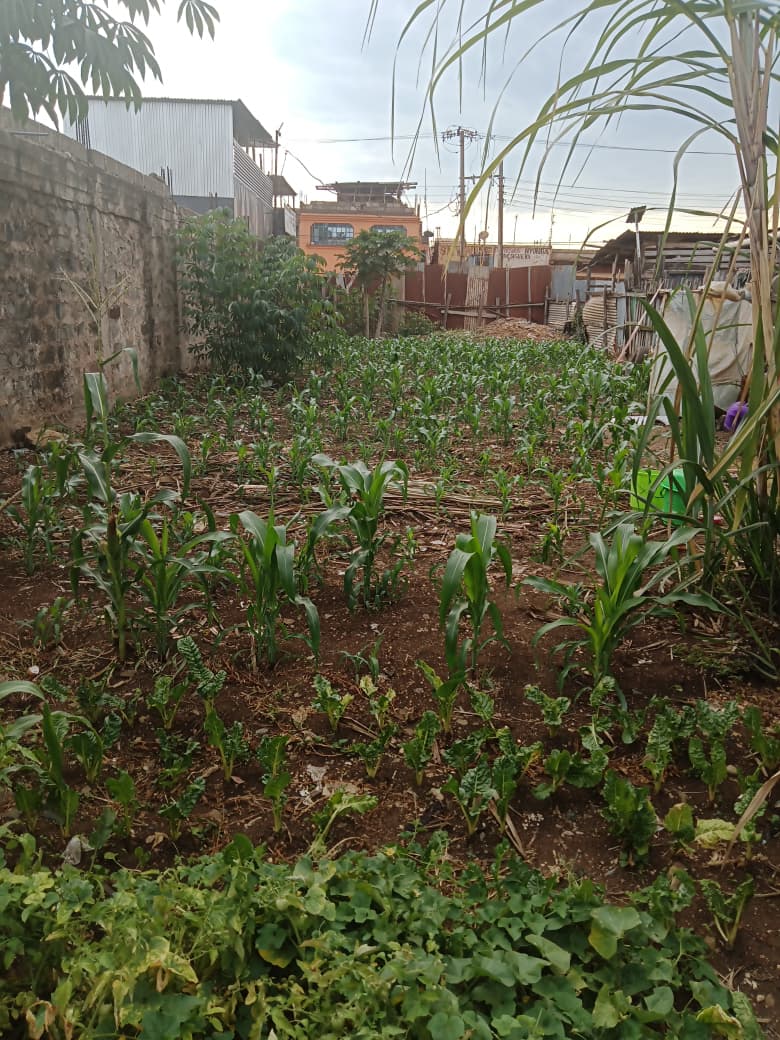 50100-prime-commercial-plot-for-sale-in-kutus-town