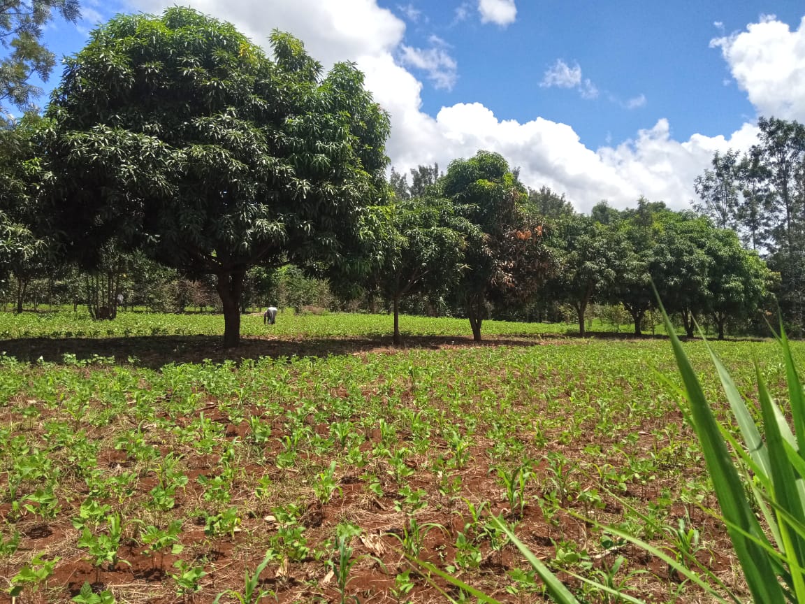 Prime Fertile Agricultural Land for Sale